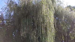 Большая ива.