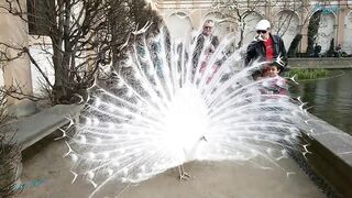 Белый павлин