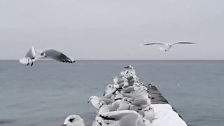 Одесские чайки