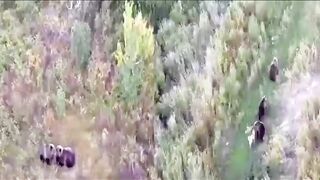 Медведи и лайка