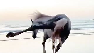 Дикий и свободный