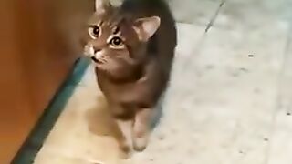 Кот пришёл свататься