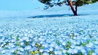 Очень красивое поле