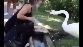 Лебедь