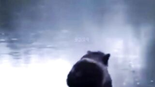 Кабаний брейк. 5 секунд смеха.