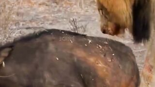 Лев и его добыча. Очень жесткое видео.  Натуральный звук.