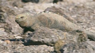 Галапагосский ястреб охотится на морских игуан.