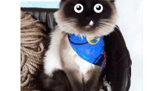 Наша очаровательная кошка Мальдива