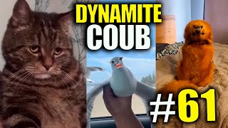 ⚡️ COUB лучшее приколы ЯНВАРЬ 2022⚡️ | ????СМЕШНЫЕ КУБЫ НЕДЕЛИ #61 ???? | Best Coub
