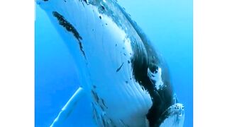 Очень милое видео -- мамочка кит с малышом.