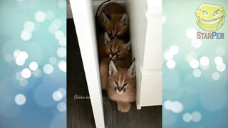 Funny Animals 2022 January \ Cats \ Dogs \ Cute Animals \ Compilation 2