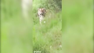 Тигр вышел к рыбакам