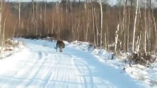 Амурский тигр