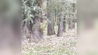 Ведмежа поляна