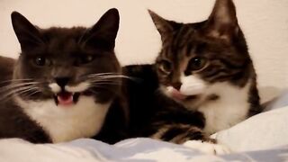 Разговор двух котов