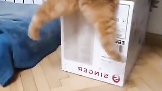 Веселые коты _ Смешные котики _ Коты приколы _ Забавные животные