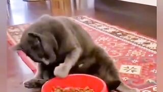 and the human cat