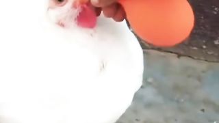 Cute hen funny hen baloon