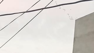 Birds