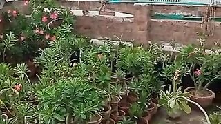 How to view rain season plants