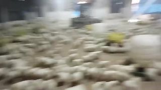 Broiler chicken