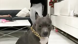 Prank with dog very funny video 2023
