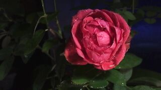 #flowerdropsdampwet #flower #flowers #growflowers #redroseflower #pinkroseflower #wethdflowerofreadrose #lowerpath #drops