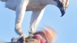 Eagle ???????????? Catch a big Fish ????????????