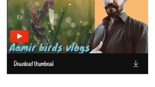 My pure aseel murghy aamirbirdsvlogs