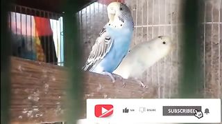 My bird and roster setup aseel roster bagie parrot
