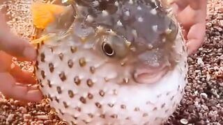 The Fat Fish
