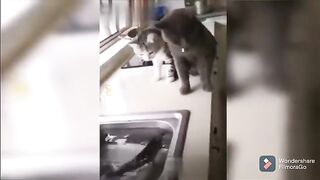 Funny cats