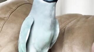 Cute blue parrot #cute #short #funny