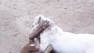 Dog fight