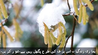Snow tree short video