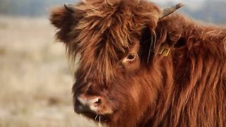 top 10 beautifull and  dangerous COWS |worlds best breegers cows