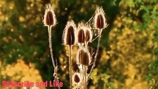 Surah Yaseen With Urdu Translation Full (Ha)