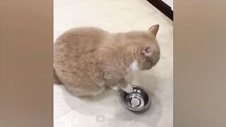 The funniest animals / Fun with cats and dogs 2023