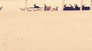 Short video ????