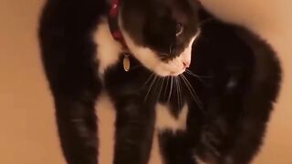 Funniest Cats In The World  Funny and Fails Pets Video #shorts