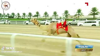 Camel race