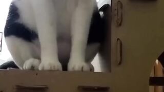 Funny Cats - Try Not to Laugh