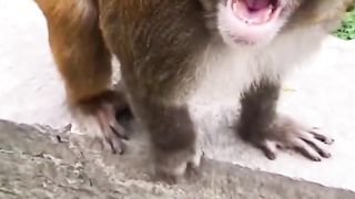 Funny monkey video