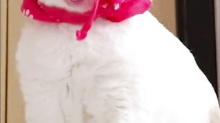 Cats are Really Funny