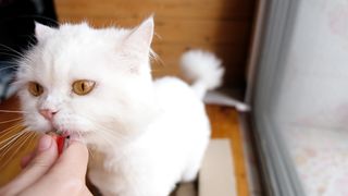 Cute Little Kitty