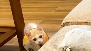 Cutie kitty