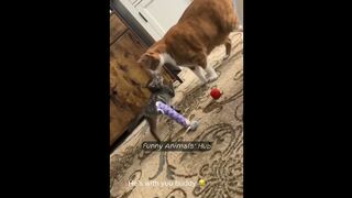 Funny Animal Videos  Try Not To Laugh  Funniest Cats And Dogs Videos