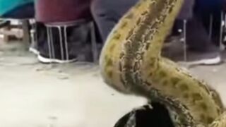 amazing snake lady????