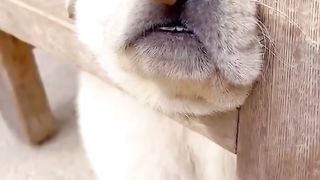 Funny animals| Funny pets videos| funny animals videos| funny videos