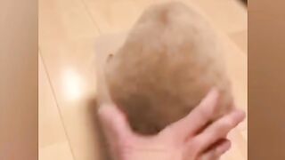 The funniest animals